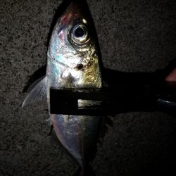 今日もアジ狙い