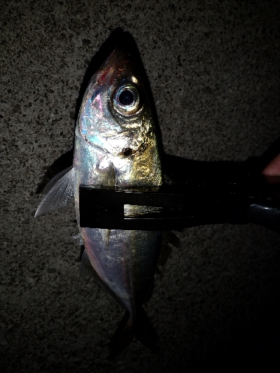 今日もアジ狙い