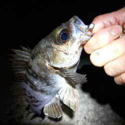 釣具屋ついでにメバルと戯れ