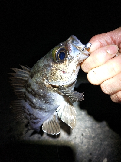 釣具屋ついでにメバルと戯れ