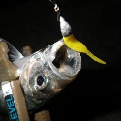 まだアジはおった~