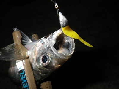 まだアジはおった～