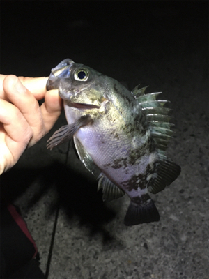 大潮メバリング