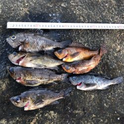 2021 佐渡ヶ島 メバリング