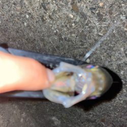 水温上昇アジング‼︎