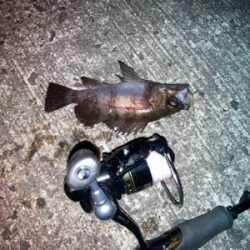 メバルプラッギング