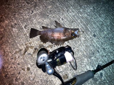 メバルプラッギング