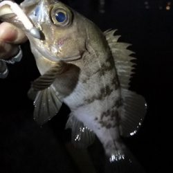 神戸西エリア良型赤メバル