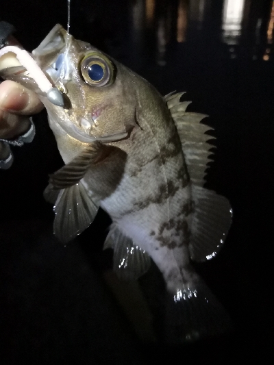 神戸西エリア良型赤メバル
