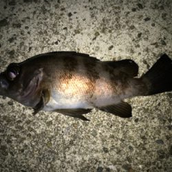 2021ライトゲーム第6戦