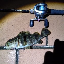 ベイトロックで良型タケノコメバル！