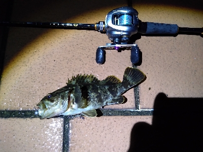 ベイトロックで良型タケノコメバル！