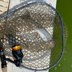 ガラガラの服部緑地でエリアトラウト