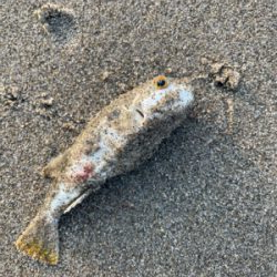 朝のライトショアジギング