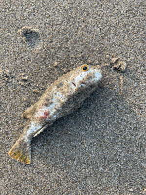 朝のライトショアジギング