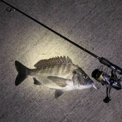 久しぶりのメバリング