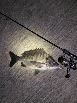 久しぶりのメバリング