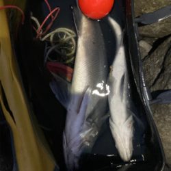 ヒラスズキ！！春の朝マズメ狙い