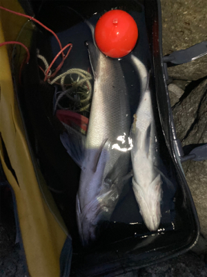 ヒラスズキ！！春の朝マズメ狙い