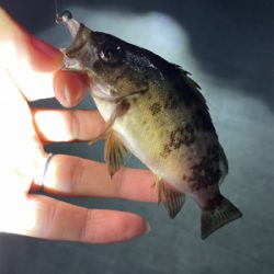 尺アジ釣れちゃった!!