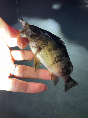 尺アジ釣れちゃった!!