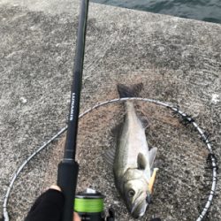 シーバス高活性!