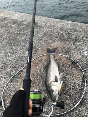 シーバス高活性!