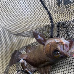 たかみ丸　鯛サビキ