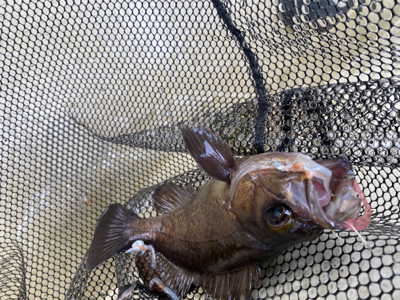 たかみ丸　鯛サビキ