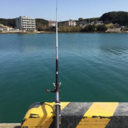 サビキで大きいアジと太刀魚