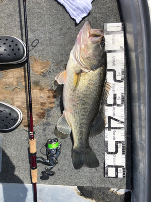 春のバス釣り