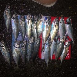 アジング練習 254