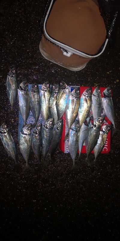 アジング練習 254