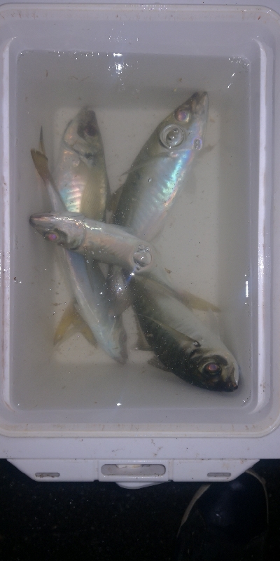 アジング練習 255 アジミルク インクスベイティ