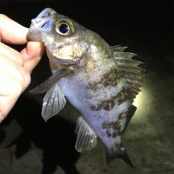 雨上がりのメバル