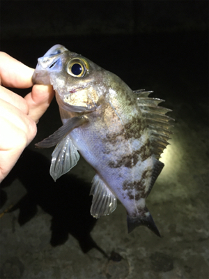 雨上がりのメバル