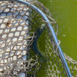 釣れない服部緑地