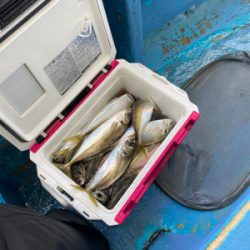 型よし数よし！クーラーパンパン！船アジサイコー！