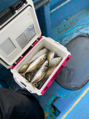 型よし数よし！クーラーパンパン！船アジサイコー！