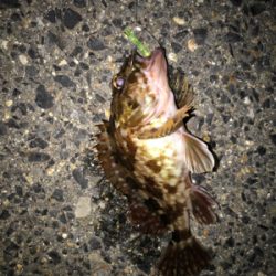 ガシラ、タケノコ、メバル