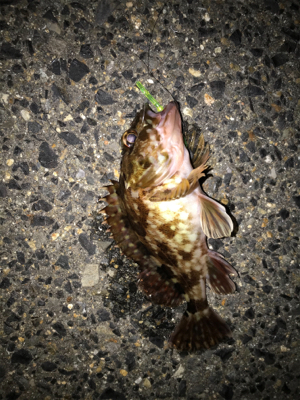 ガシラ、タケノコ、メバル