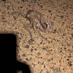 雨の中ヤリイカ