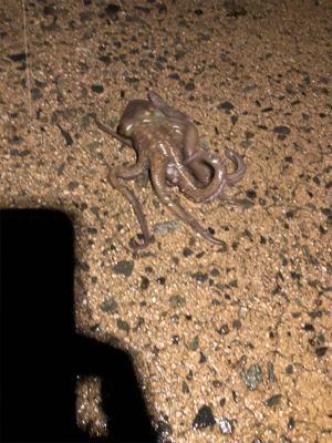 雨の中ヤリイカ