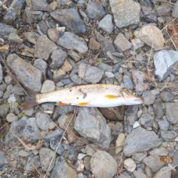 美山シーズン初餌釣行