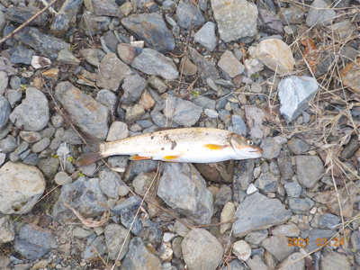 美山シーズン初餌釣行