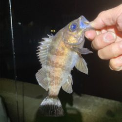 最高のデビュー!