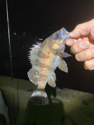 最高のデビュー！