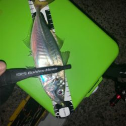 平日にこっそりアジング♪