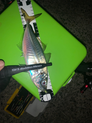 平日にこっそりアジング♪