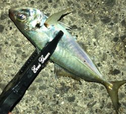 アジングナイト(渋い)